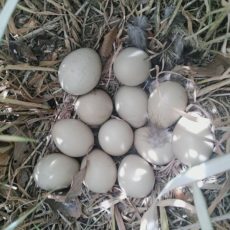 なんの卵？　ガーデンリアンの植物の中に卵を産んだ鳥