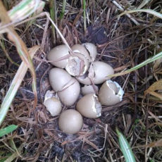 ガーデンで見つけたキジの卵　~その後~