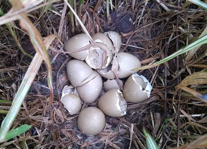 ガーデンで見つけたキジの卵　~その後~