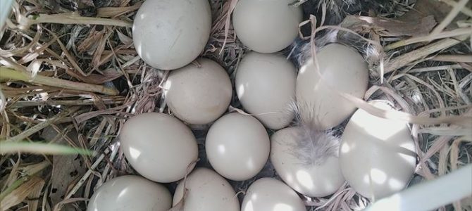 なんの卵？　ガーデンリアンの植物の中に卵を産んだ鳥